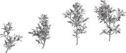 Shrub 04 - clay