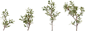 Shrub 04 - orth_front