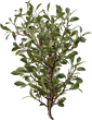 Shrub 04 - orth_side
