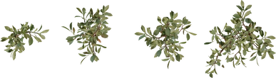 Shrub 04 - orth_top