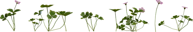 Shrub Sorrel 01 - orth_front