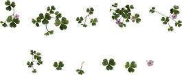 Shrub Sorrel 01 - orth_top