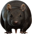 Street Rat - orth_front