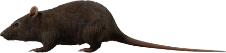 Street Rat - orth_side