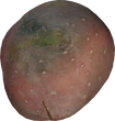 Sweet Potato - orth_top