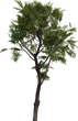 Tree Small 02 - orth_front