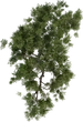 Tree Small 02 - orth_top