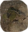 Tree Stump 01 - orth_top