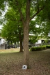 Trident Maple Bark - Context_01