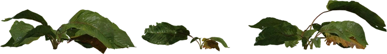 Weed Plant 02 - orth_front