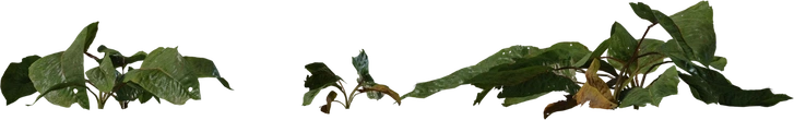 Weed Plant 02 - orth_side