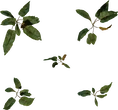 Weed Plant 02 - orth_top