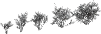 Wild Rooibos Bush - clay