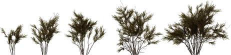 Wild Rooibos Bush - orth_front