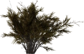 Wild Rooibos Bush - orth_side