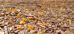 Yellow Flower Mulch - Spec_3