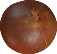 Yellow Onion - orth_top