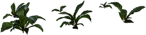 Anthurium Botany 01 — free food & plants CC0 3D model