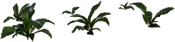 Anthurium Botany 01