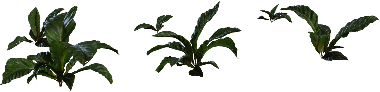 红掌植物 01 · 模型(Anthurium Botany 01)