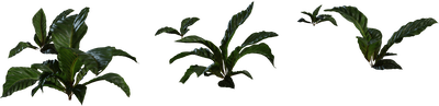 Anthurium Botany 01