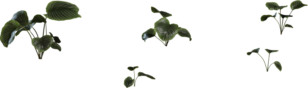 Calathea Orbifolia 01 — free food & plants CC0 3D model, rendered preview