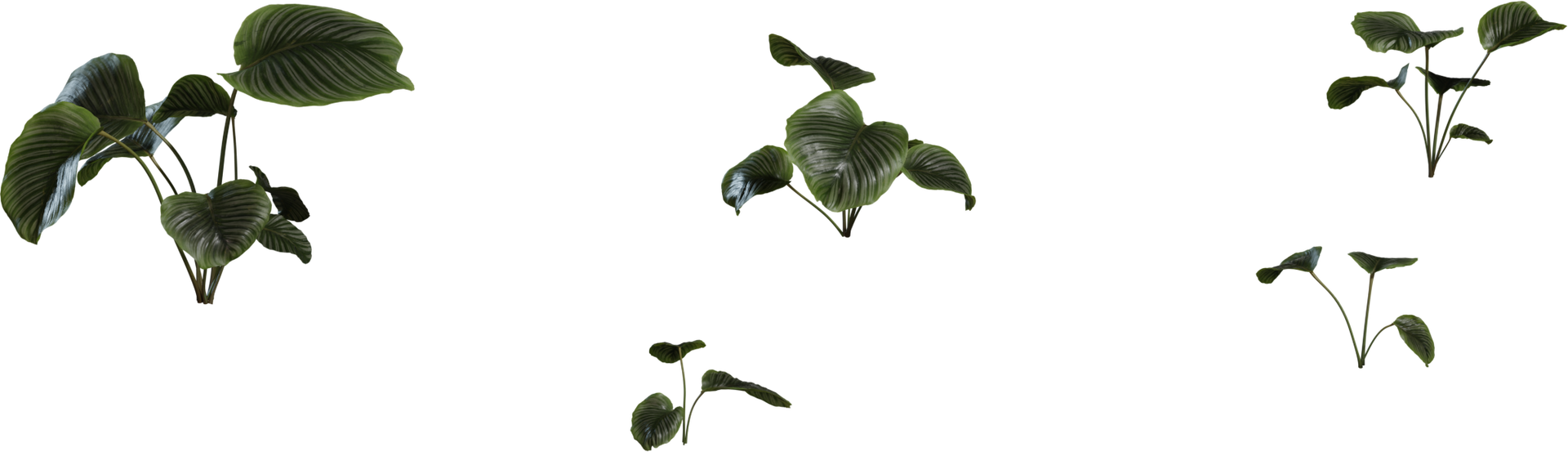 Calathea Orbifolia 01