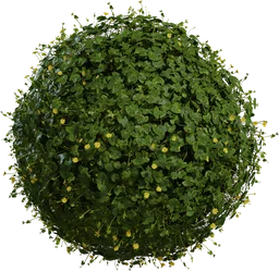 Celandine 01