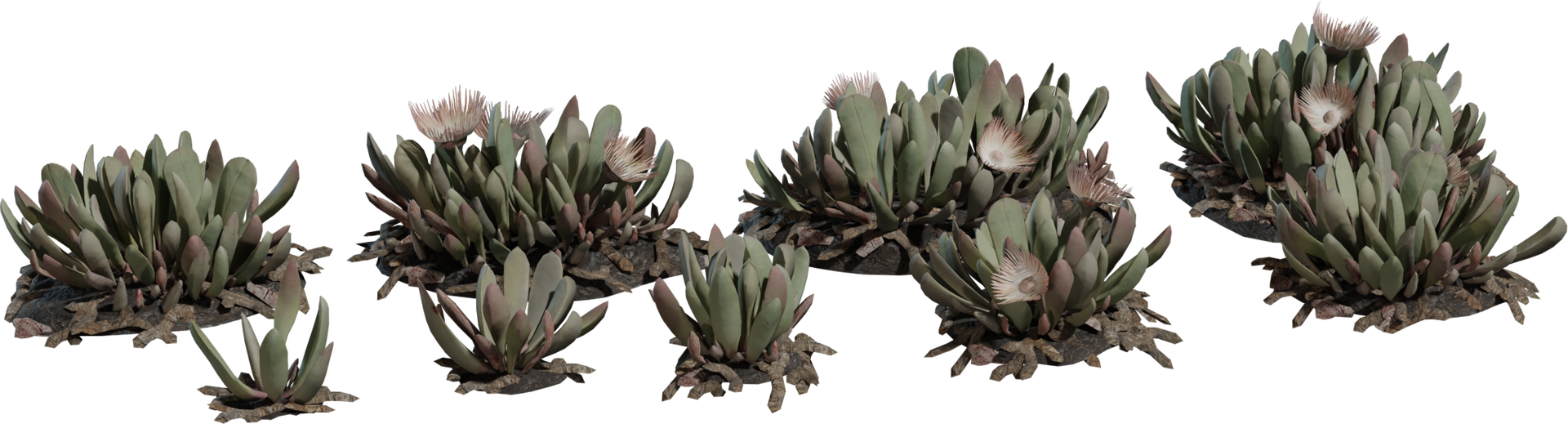 Cheiridopsis Succulent