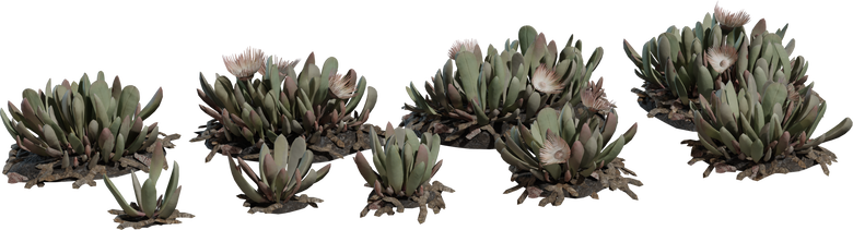 Cheiridopsis Succulent