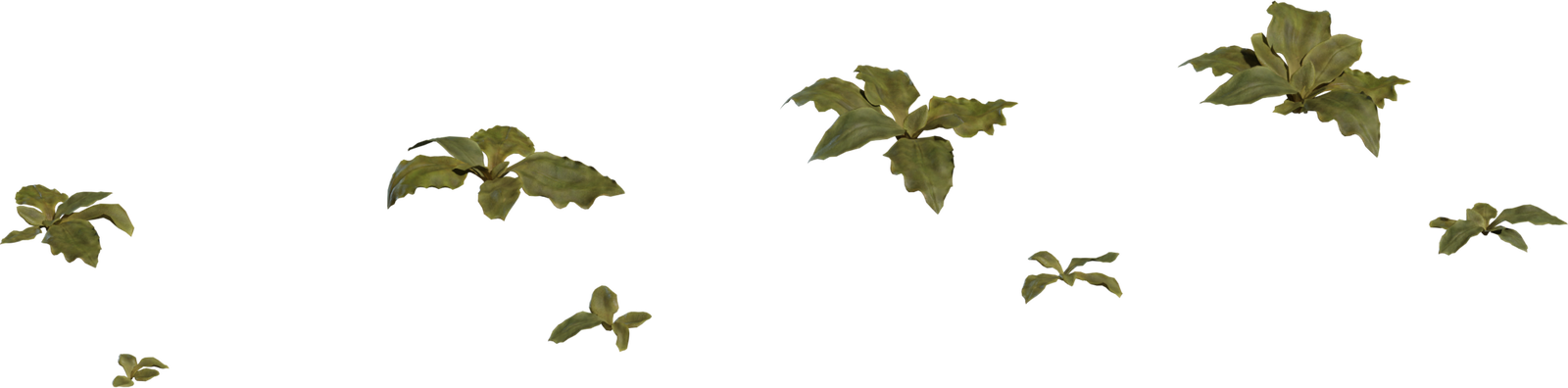 叶片 · Crystalline Iceplant · 模型（Crystalline Iceplant）