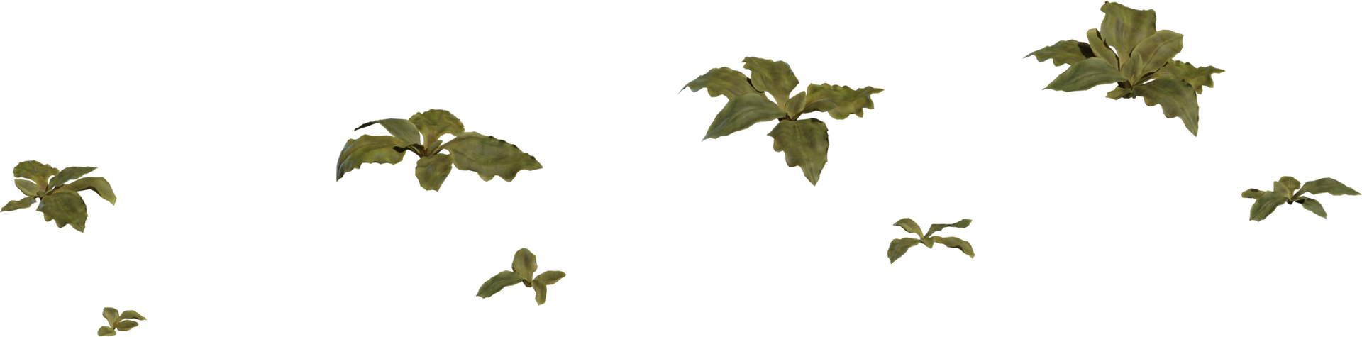 Crystalline Iceplant