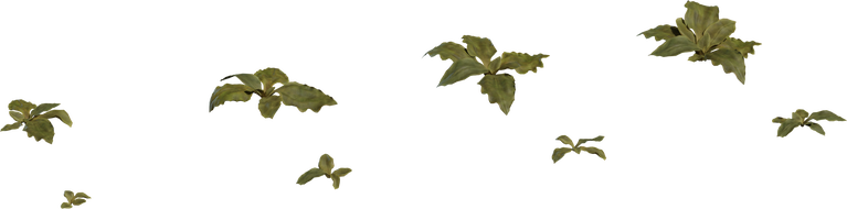 Crystalline Iceplant