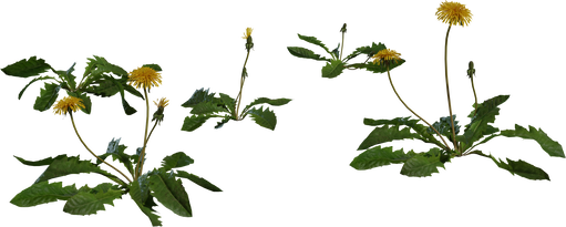 Dandelion 01 — free food & plants CC0 3D model