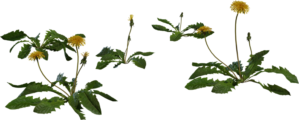 Dandelion 01