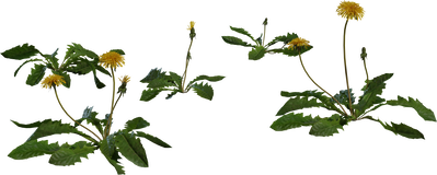 Dandelion 01