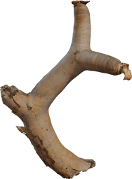 Dead Quiver Branch 01