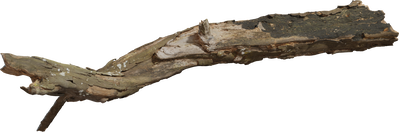 Dead Tree Trunk 02