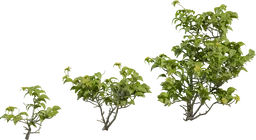 Didelta Spinosa