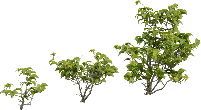 Didelta Spinosa