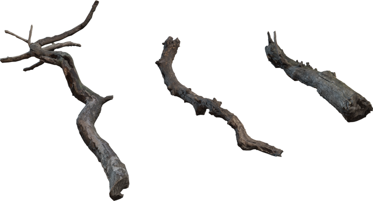 Dry Branches Medium 01