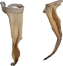 Dry Quiver Leaf