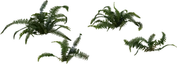 Fern 02