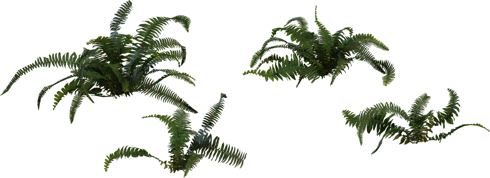 Fern 02