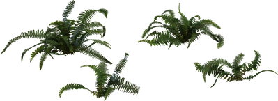 Fern 02