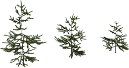 Fir Sapling