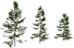 Fir Sapling Medium