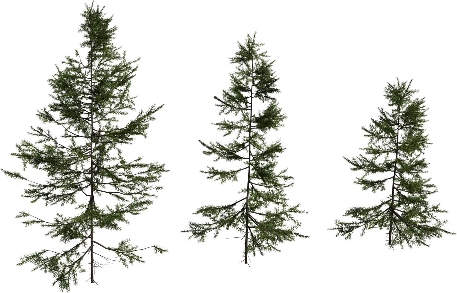 Fir Sapling Medium