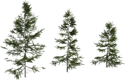 Fir Sapling Medium