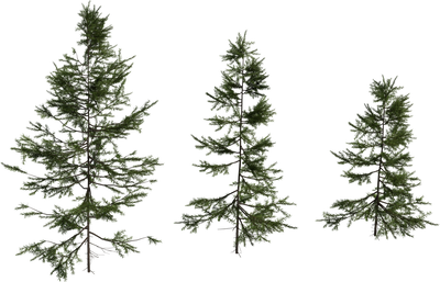 Fir Sapling Medium